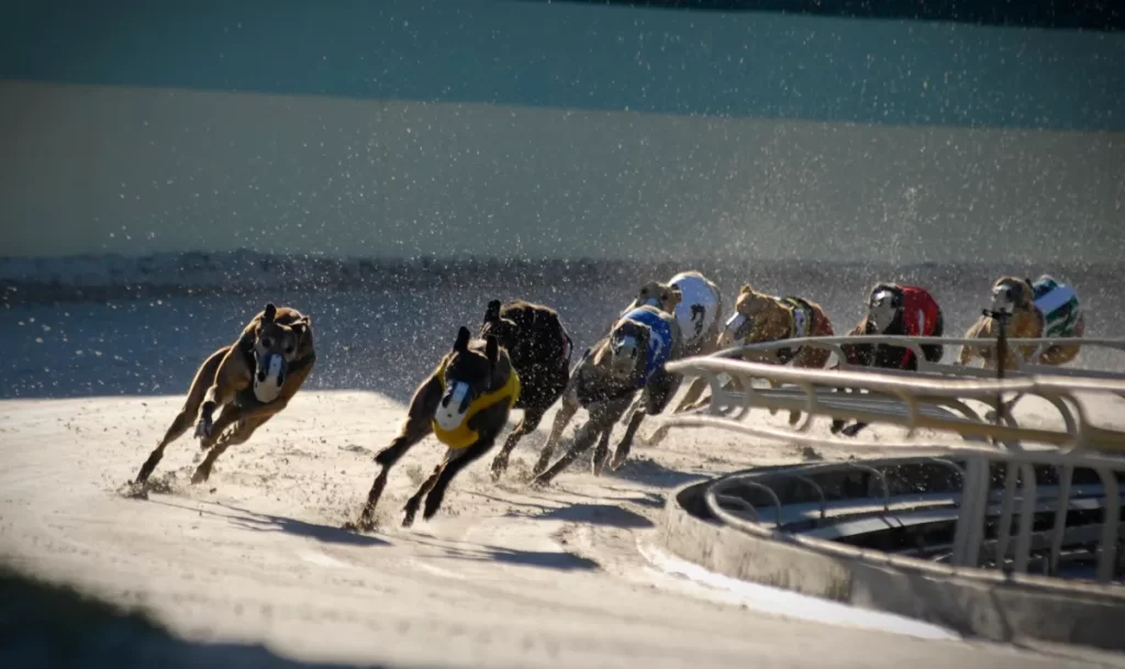 Dog Racing: Wild Excitement in Gambling World!